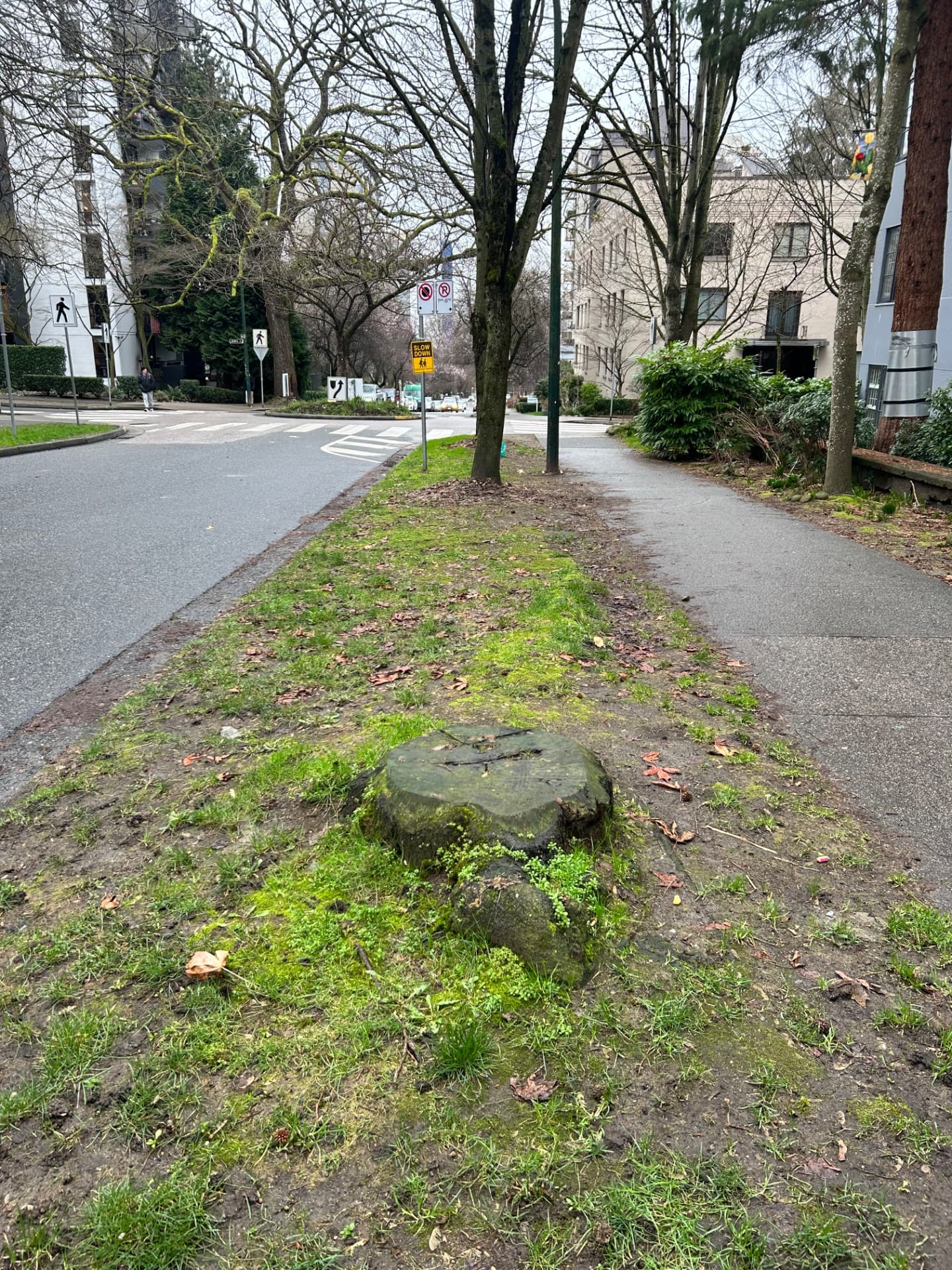 Kwanzan Flowering Cherry
