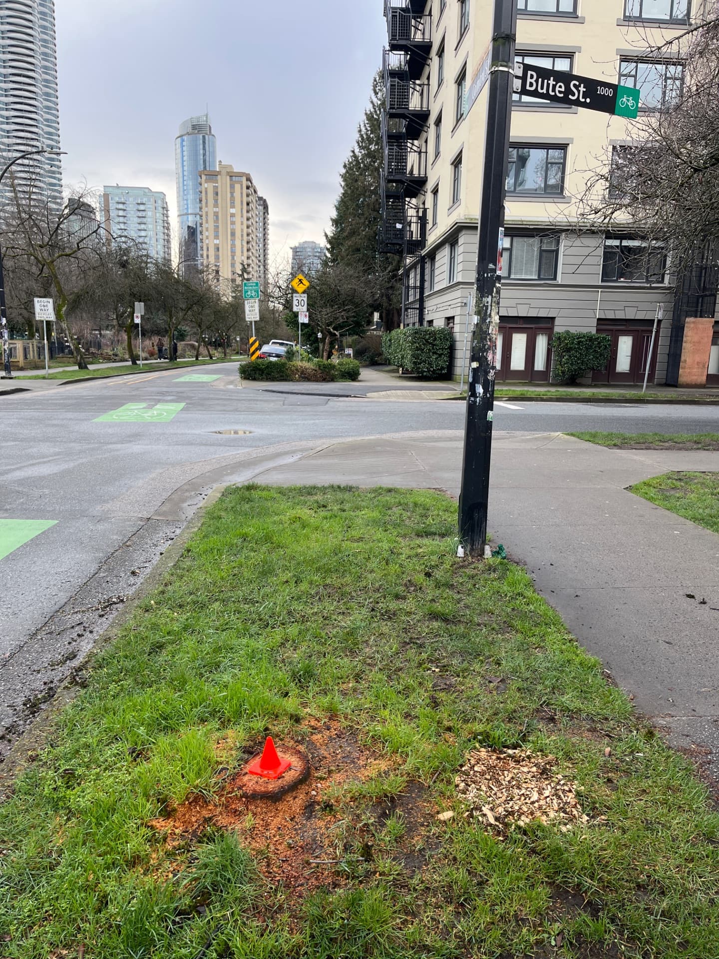 Kwanzan Flowering Cherry