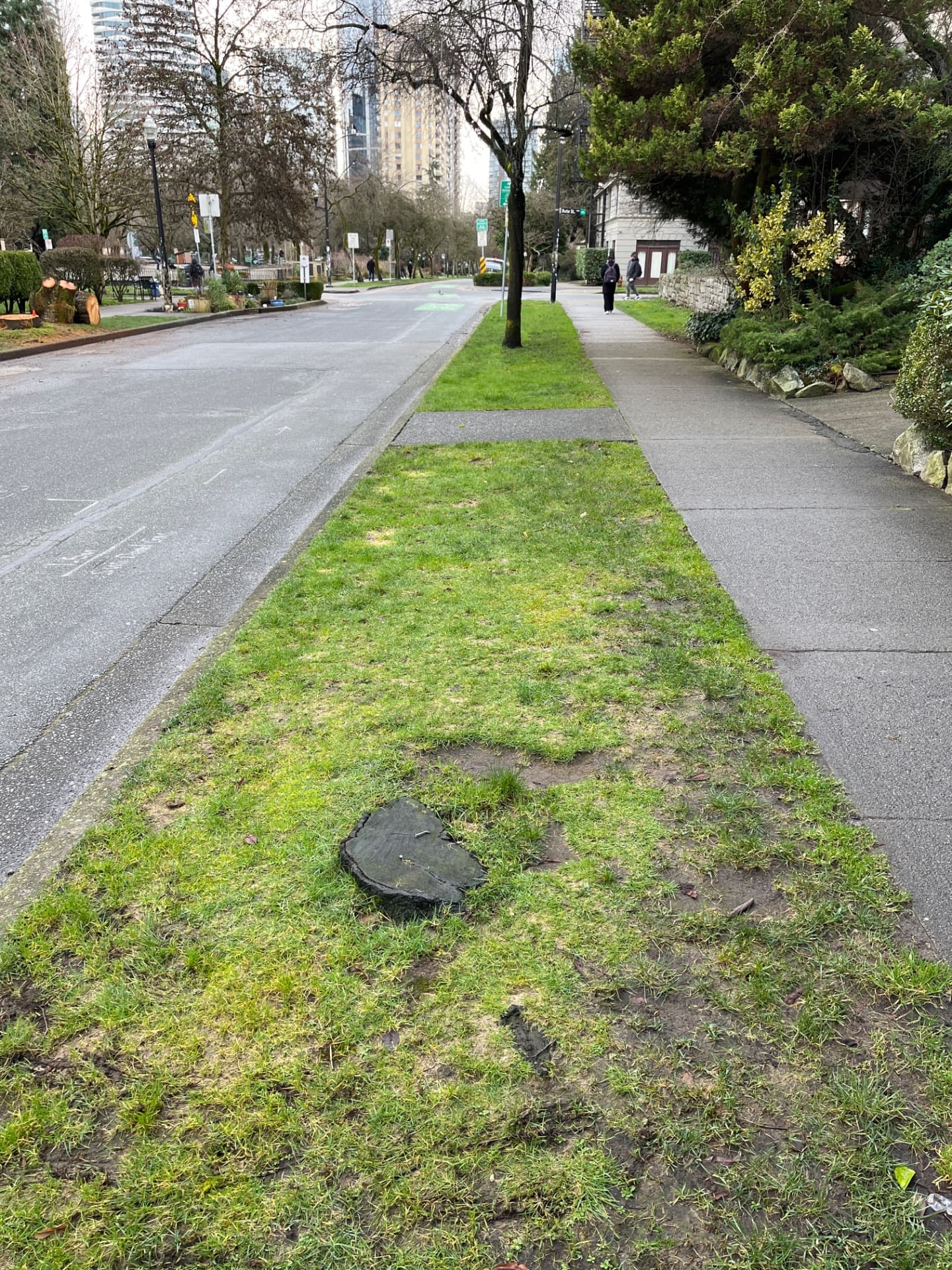 Cherry or plum species