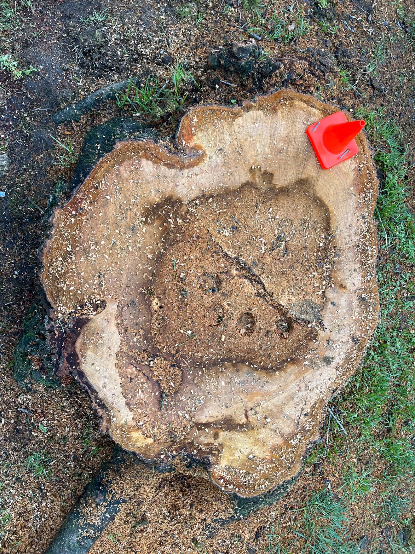 Kwanzan Flowering Cherry