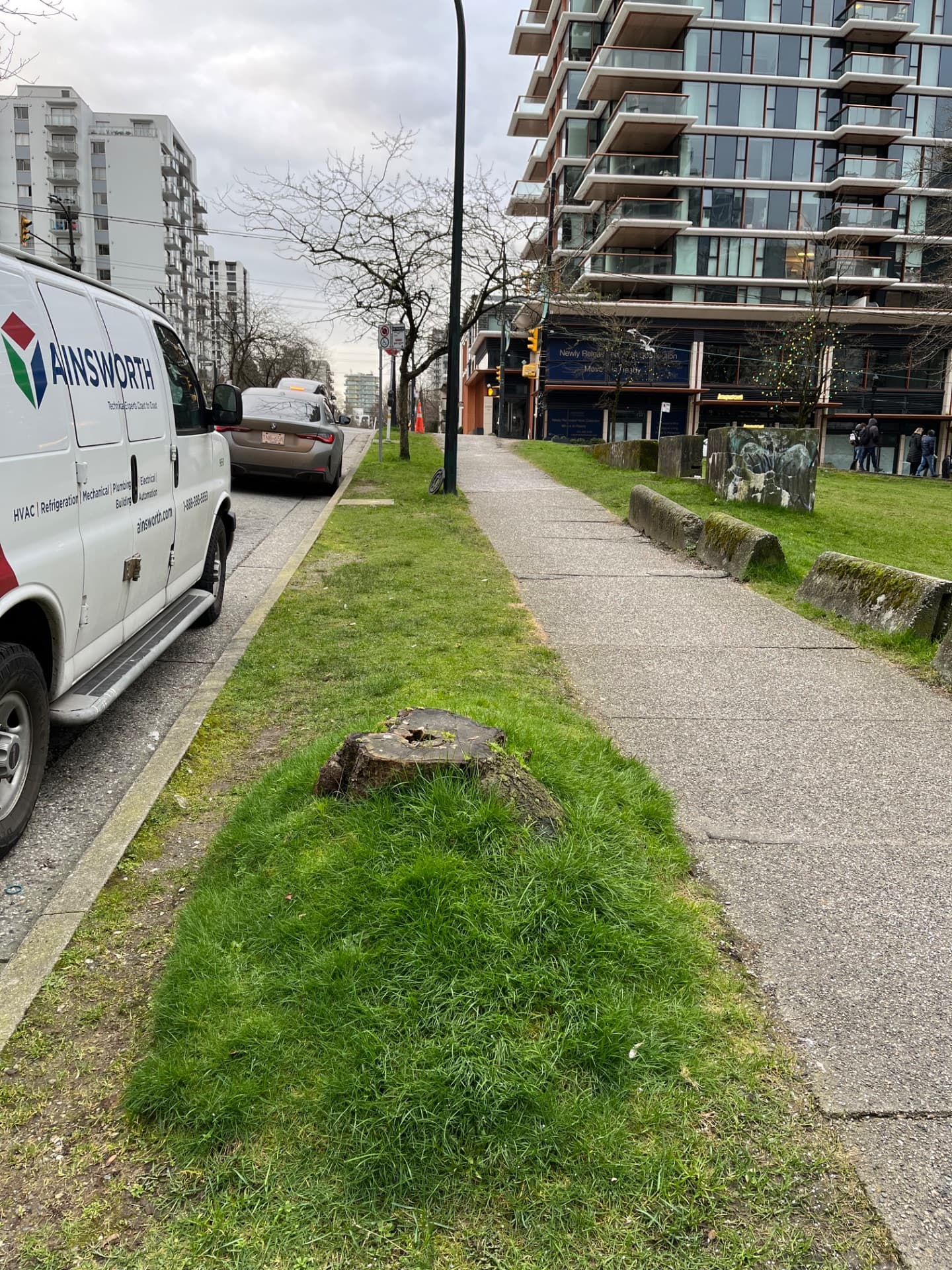 Kwanzan Flowering Cherry